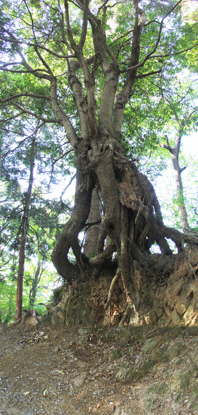 高尾山